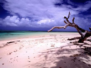 800px-Laura_beach_n_tree_(170671778)