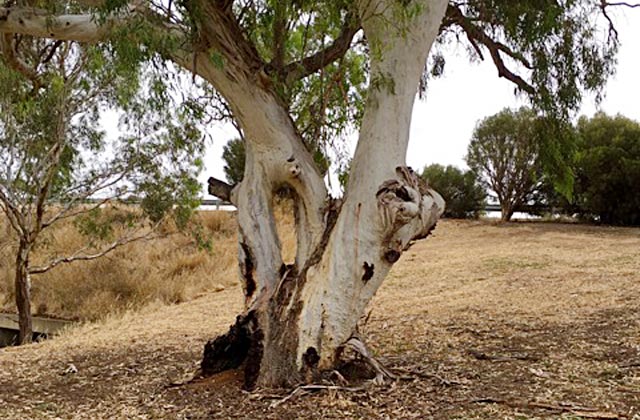 Tree-by-Rhian-Williams